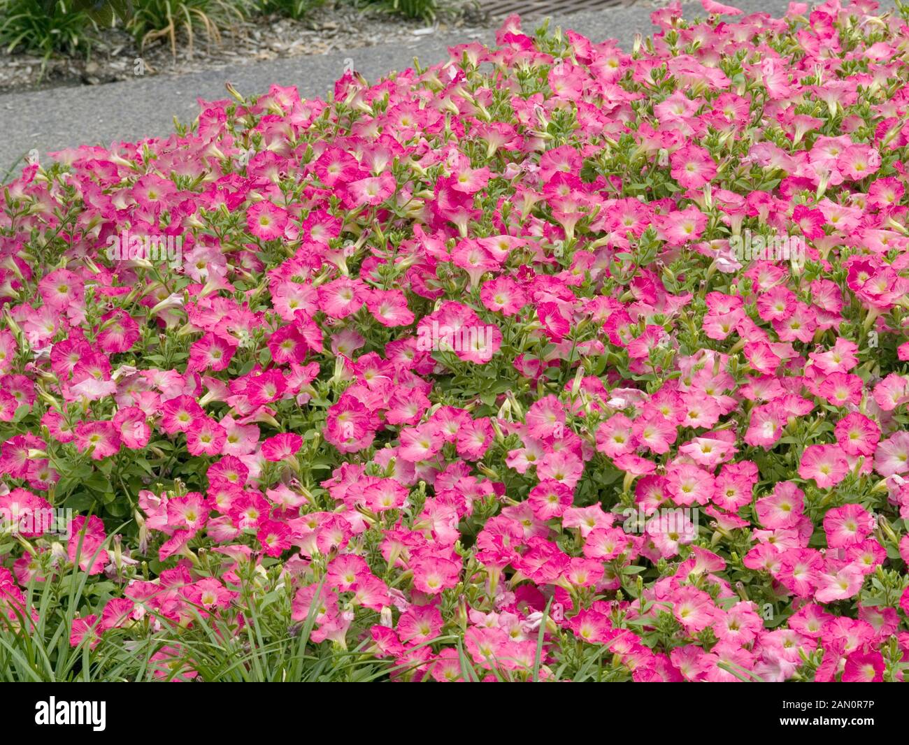 Easy wave petunia hi-res stock photography and images - Alamy