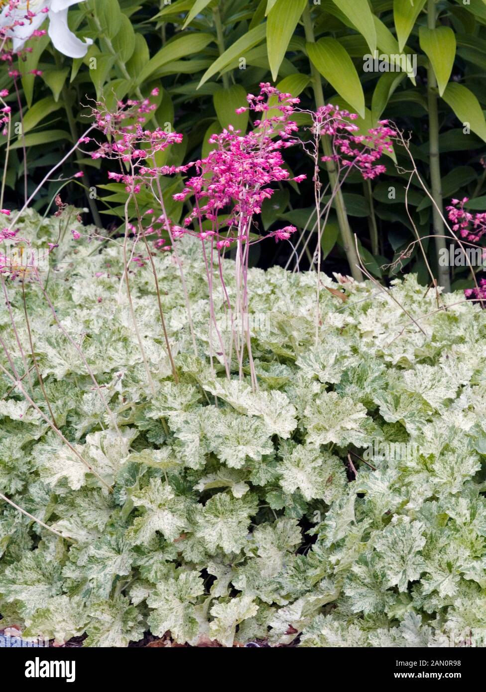 HEUCHERA SNOW ANGEL Stock Photo Alamy
