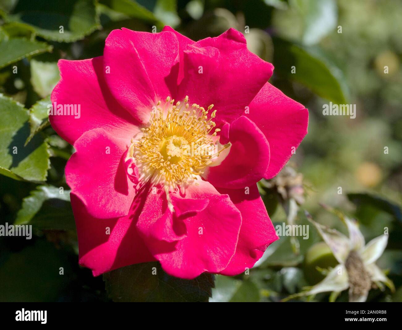 ROSA GOLDEN EYE Stock Photo