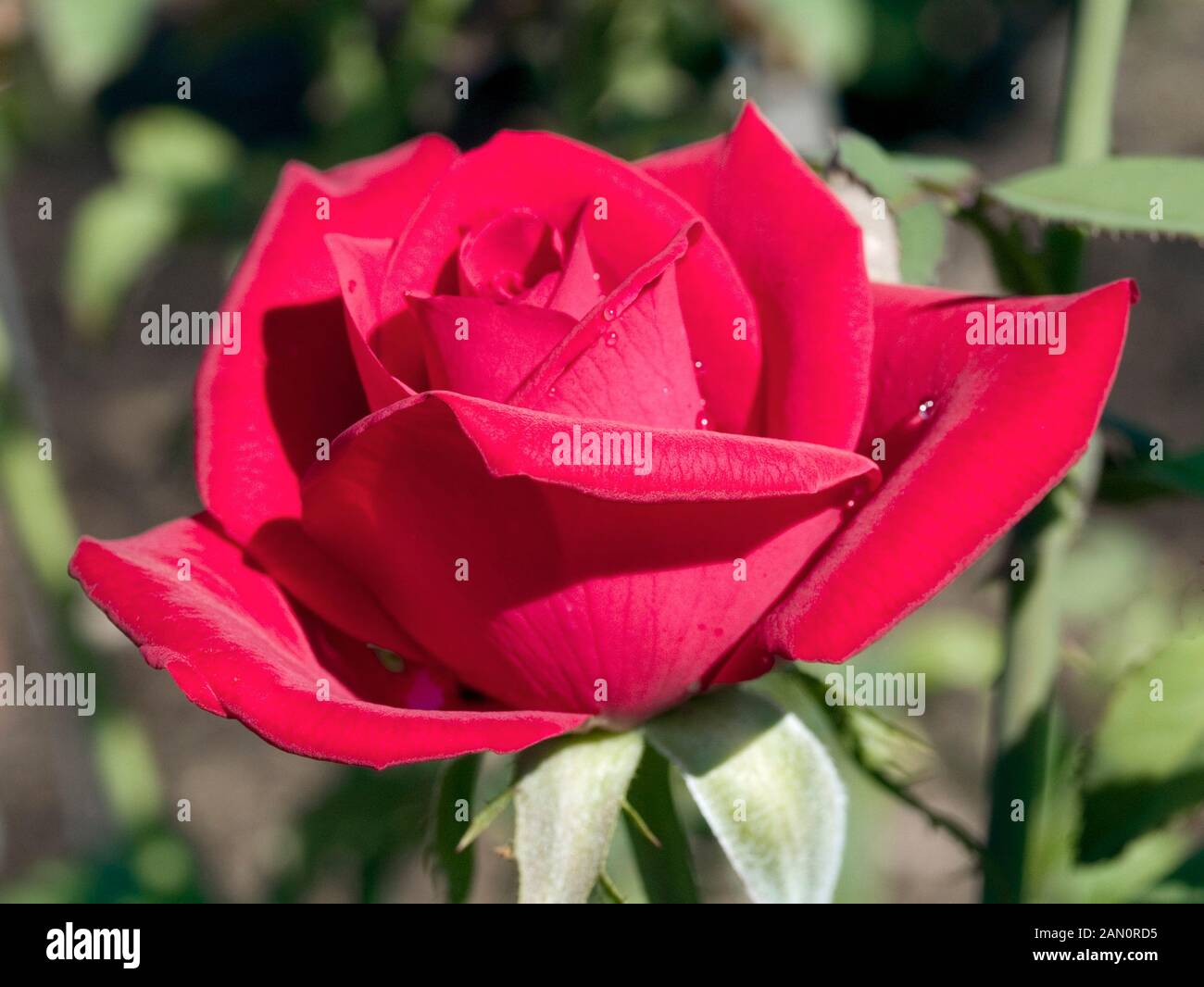 ROSA NATIONAL TRUST Stock Photo