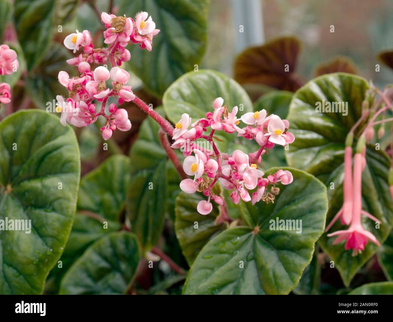 Begonia Thurstonii High Resolution Stock Photography And Images Alamy