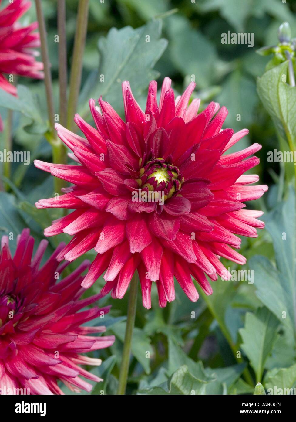 Red pygmy hires stock photography and images Alamy