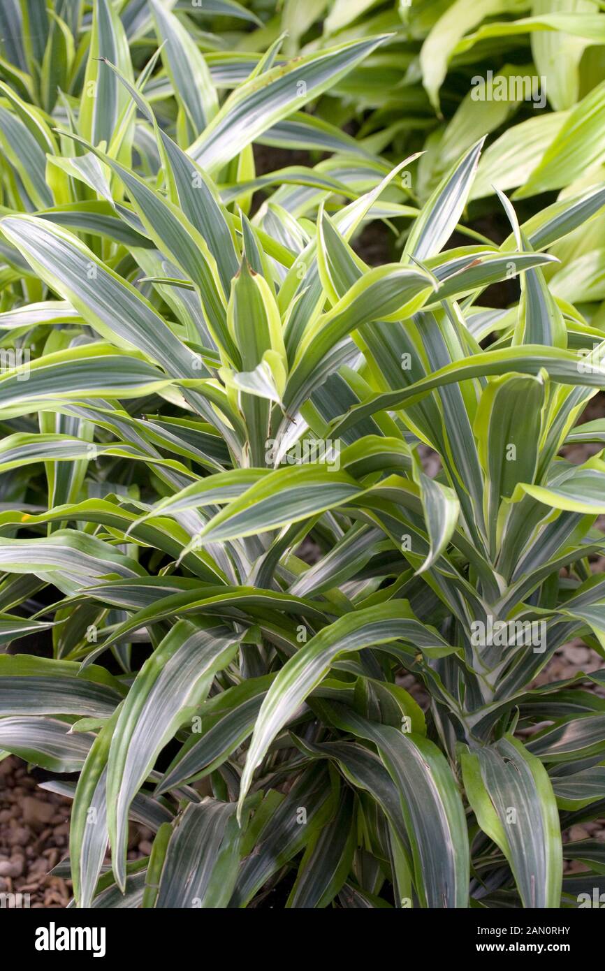DRACAENA 'LEMON LIME' Stock Photo Alamy