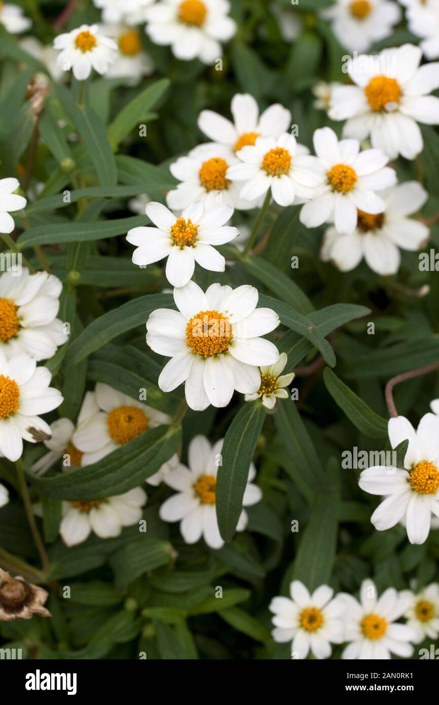 ZINNIA LINEARIS 'CRYSTAL WHITE' Stock Photo Alamy