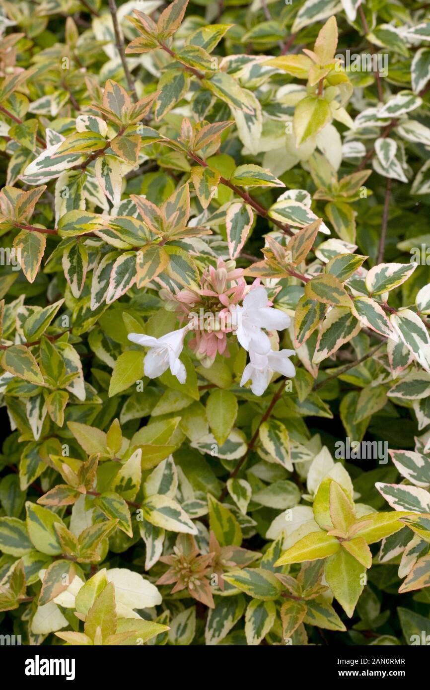 Page 3 - 'abelia High Resolution Stock Photography and Images - Alamy