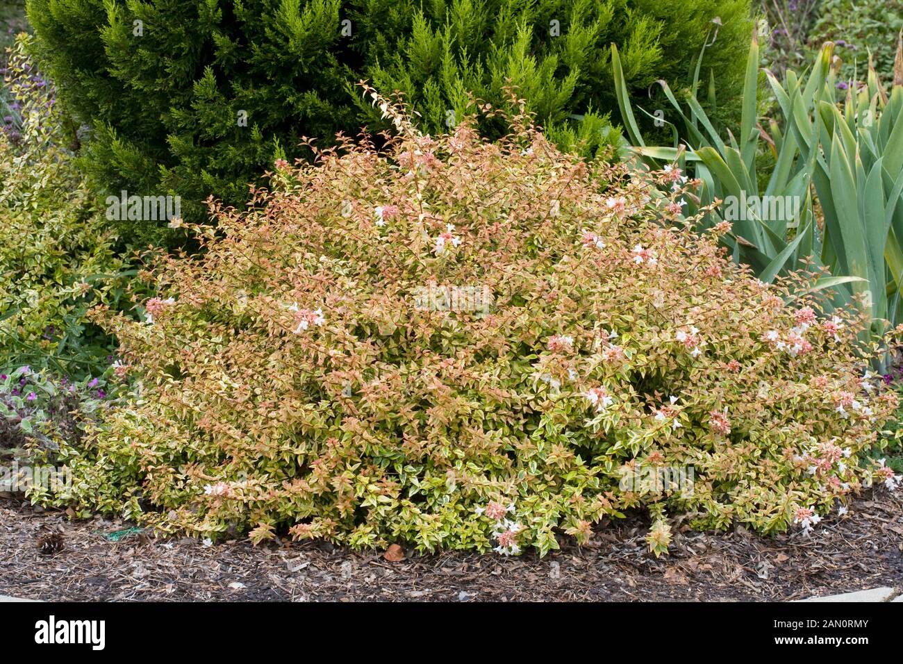 ABELIA GRANDIFLORA KALEIDOSCOPE Stock Photo Alamy