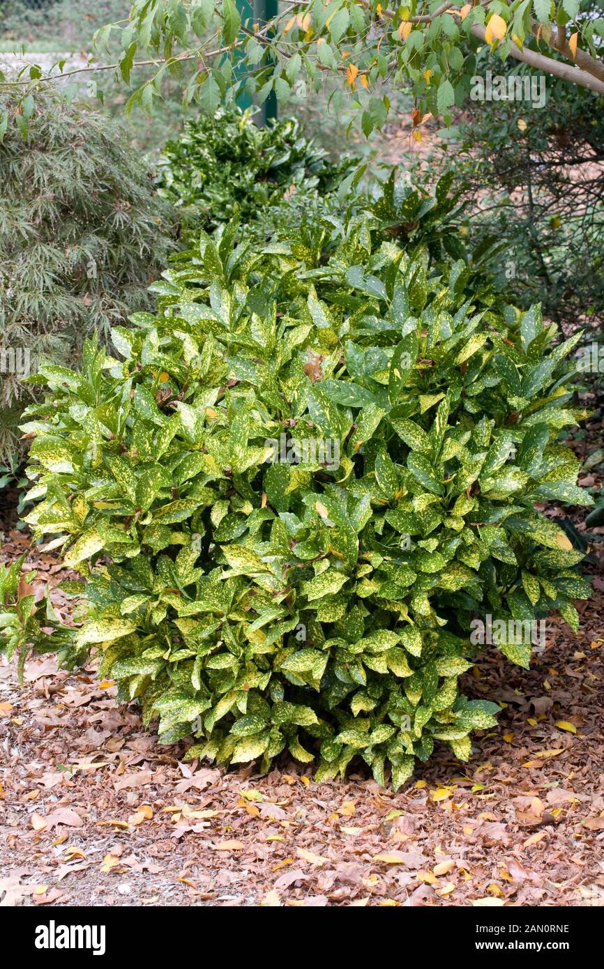 Aucuba japonica hi-res stock photography and images - Alamy