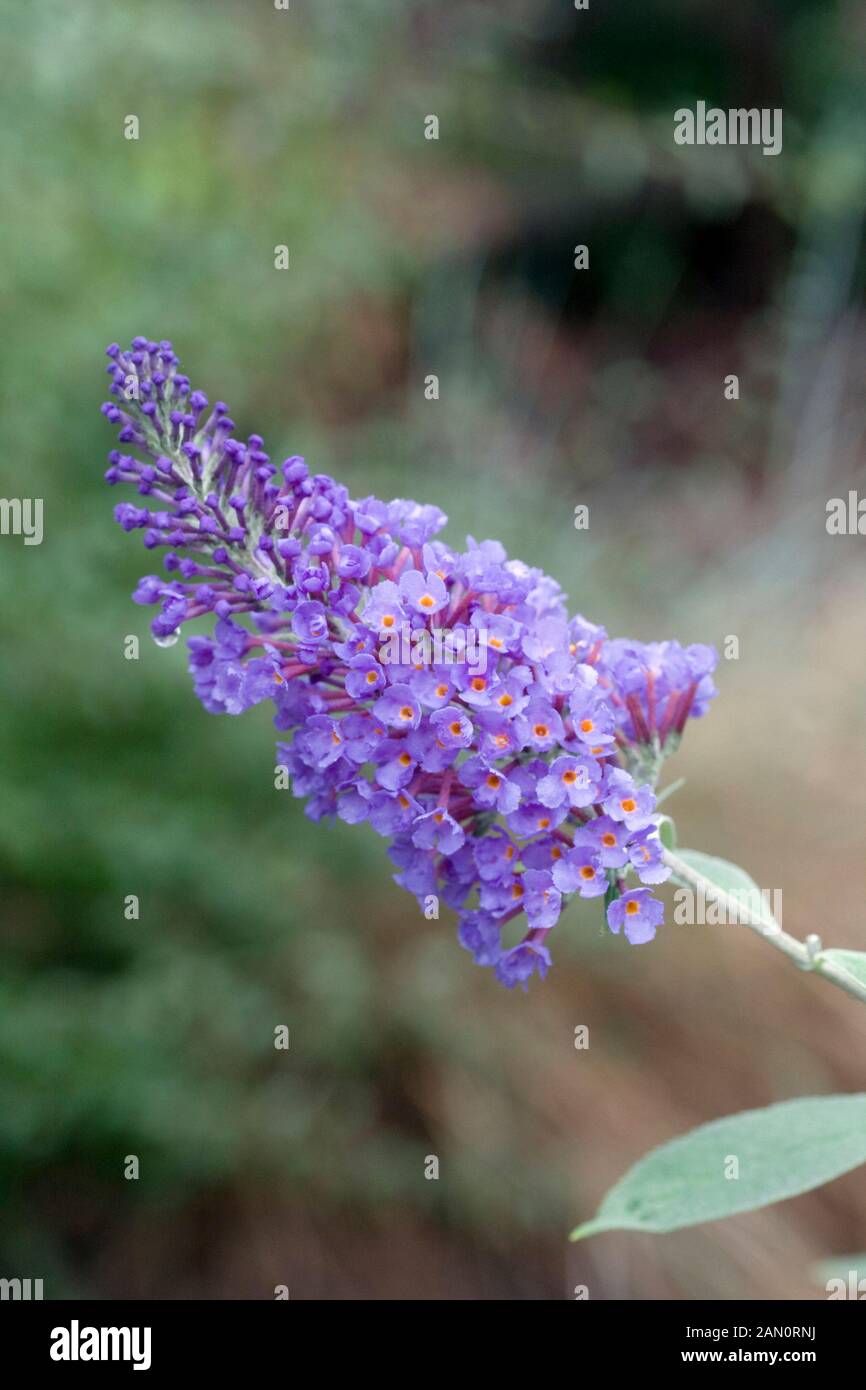 Buddleja Psychedelic Sky Plant 3 5l Pot Plants Daylily