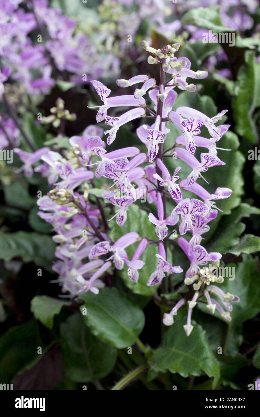 Plectranthus mona purple hi-res stock photography and images - Alamy
