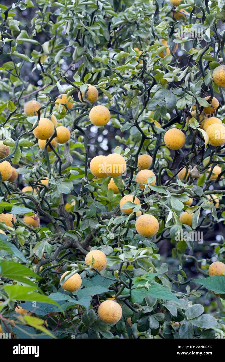 PONCIRUS TRIFOLIATA 'FLYING DRAGON' Stock Photo