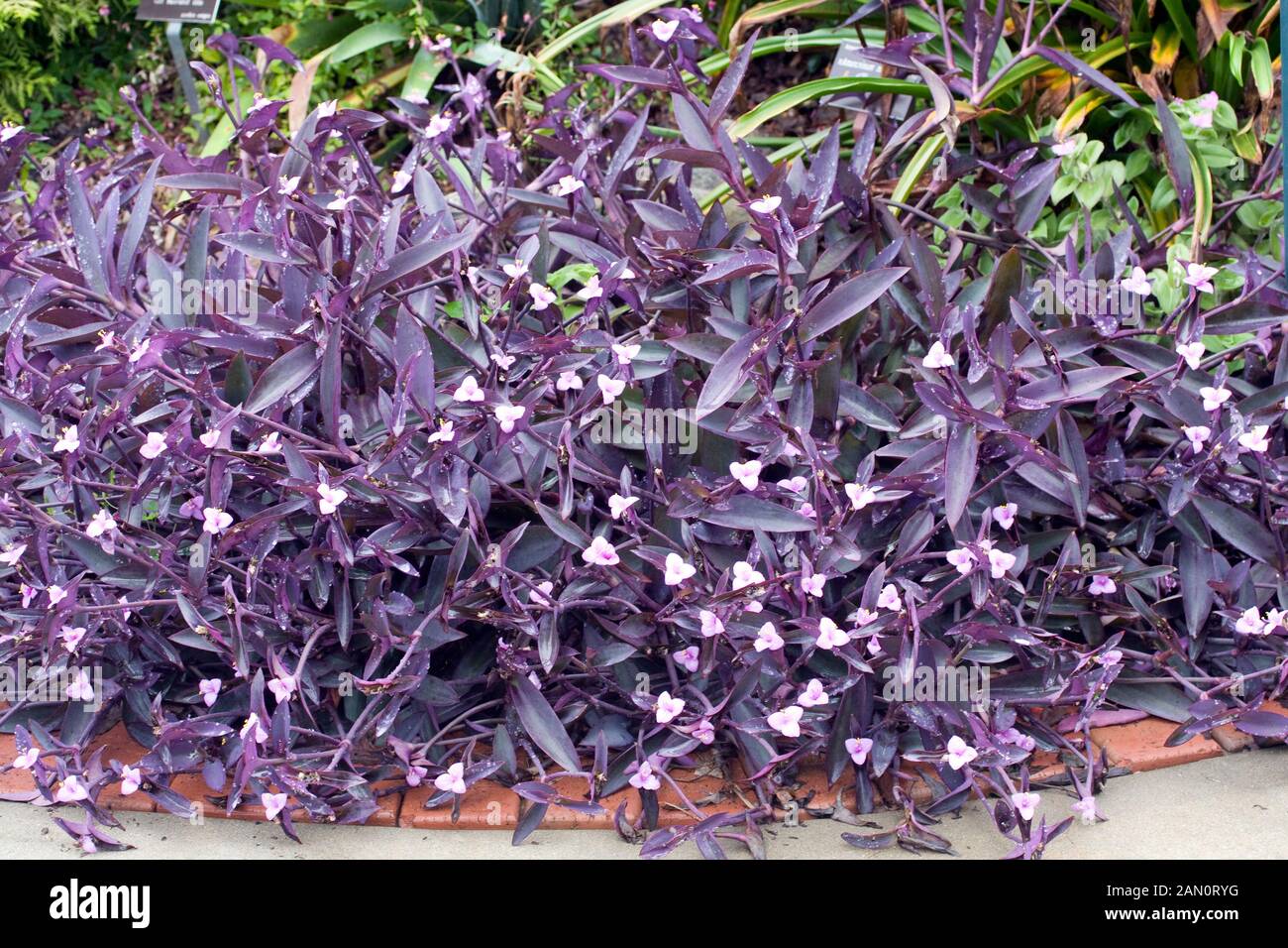 Setcreasea hi-res stock photography and images - Alamy