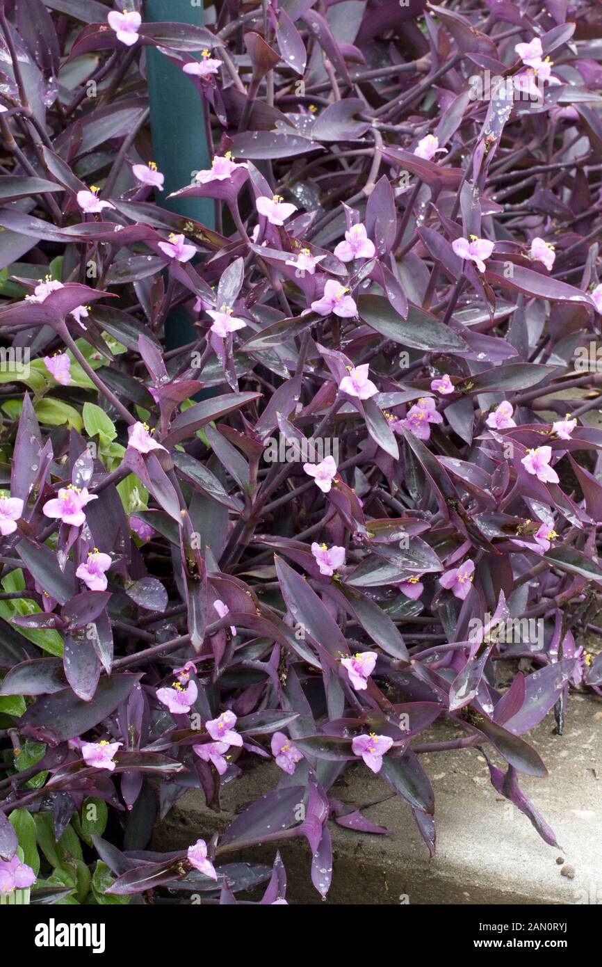 Setcreasea hi-res stock photography and images - Alamy