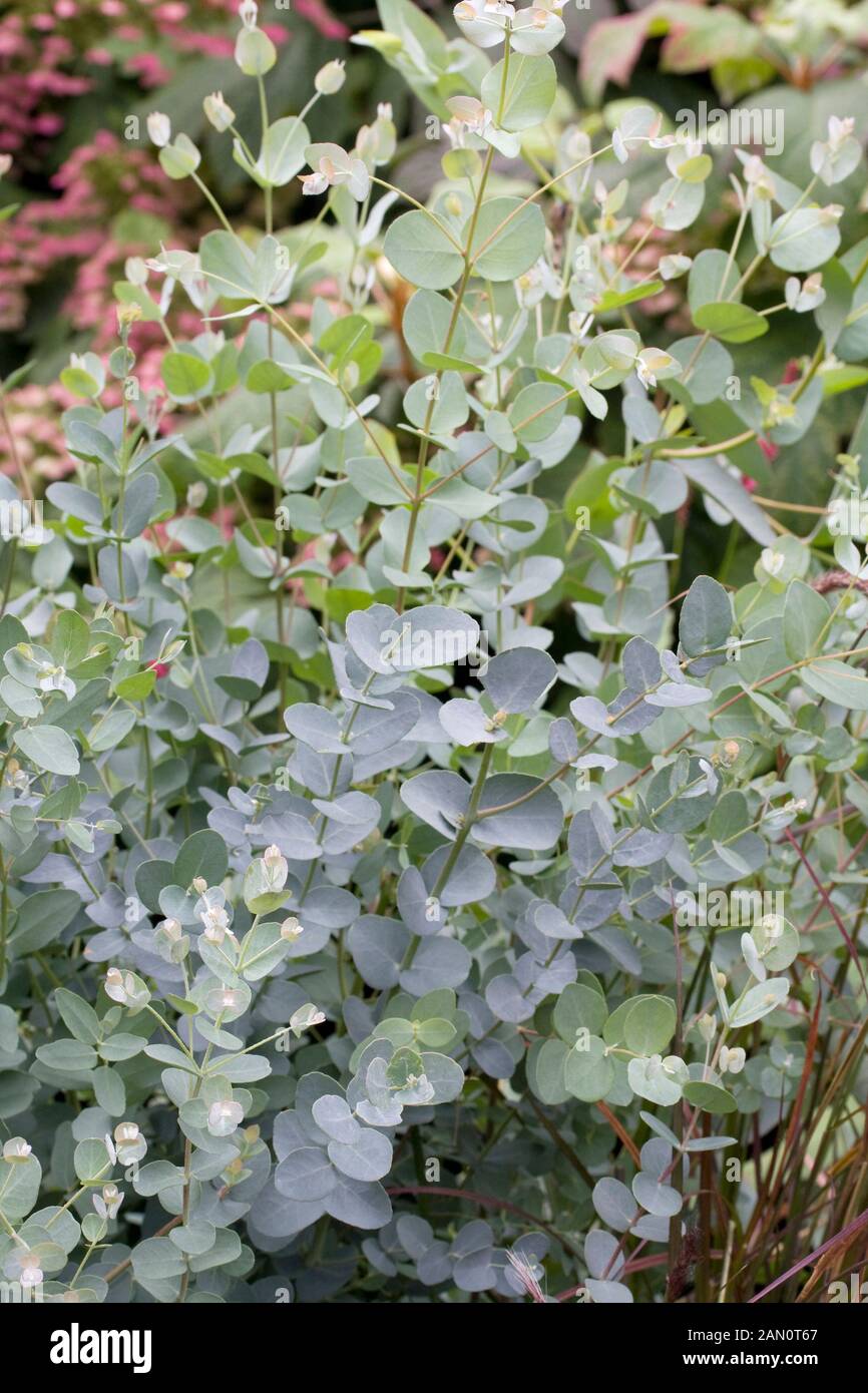 EUCALYPTUS GUNNII SILVER DROP Stock Photo