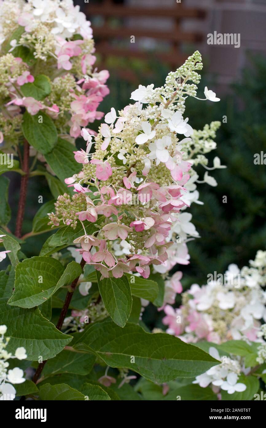HYDRANGEA PANICULATA PINKY WINKY Stock Photo Alamy