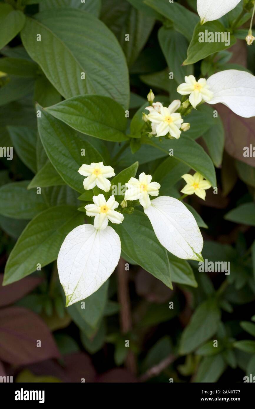 MUSSAENDA PHILIPPICA PAPER-ROSE Stock Photo