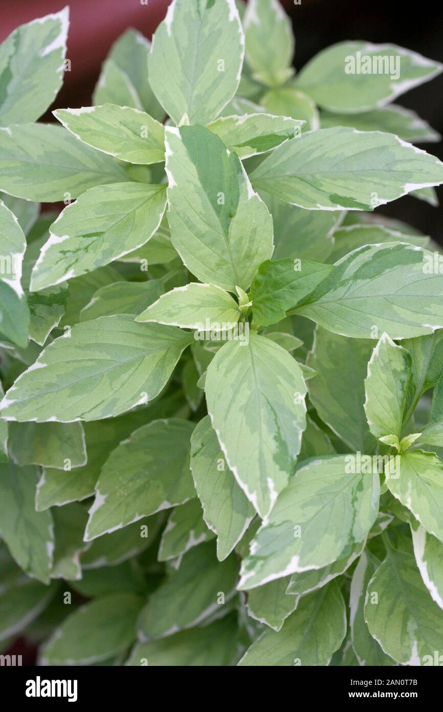 Basil pesto perpetuo hi-res stock photography and images - Alamy