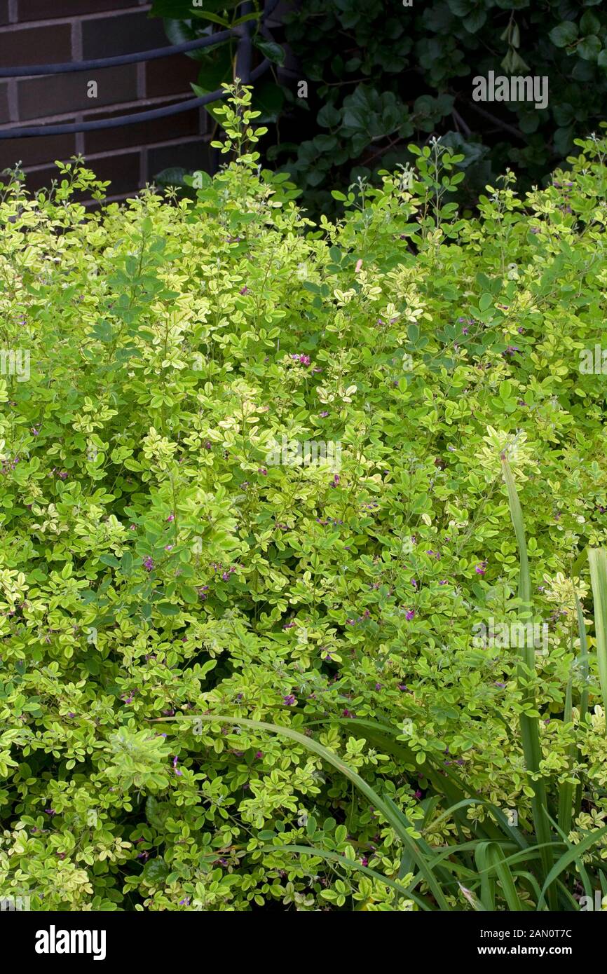 LESPEDEZA BICOLOR YAKUSHIMA Stock Photo