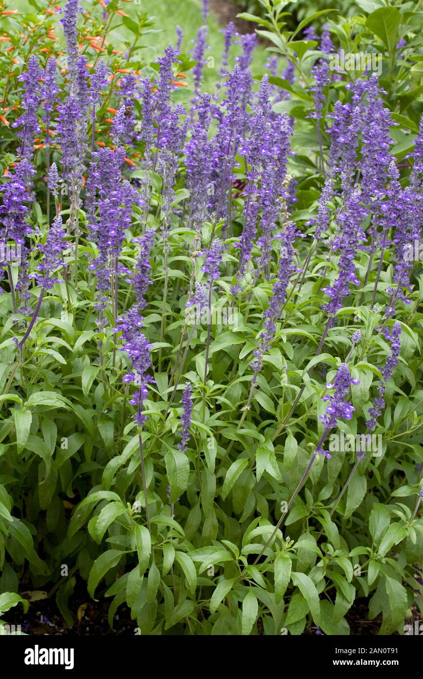 SALVIA FARINACEA SALLYFUN BLUE EMOTION Stock Photo Alamy