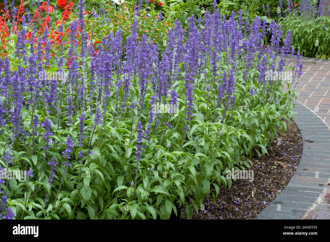 SALVIA FARINACEA SALLYFUN BLUE EMOTION Stock Photo Alamy
