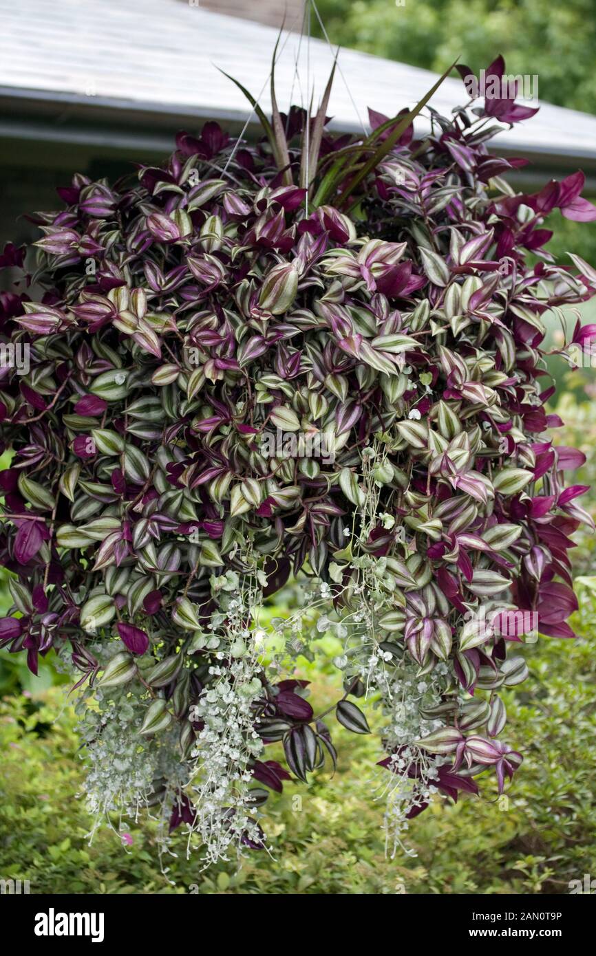 TRADESCANTIA ZEBRINA Stock Photo Alamy