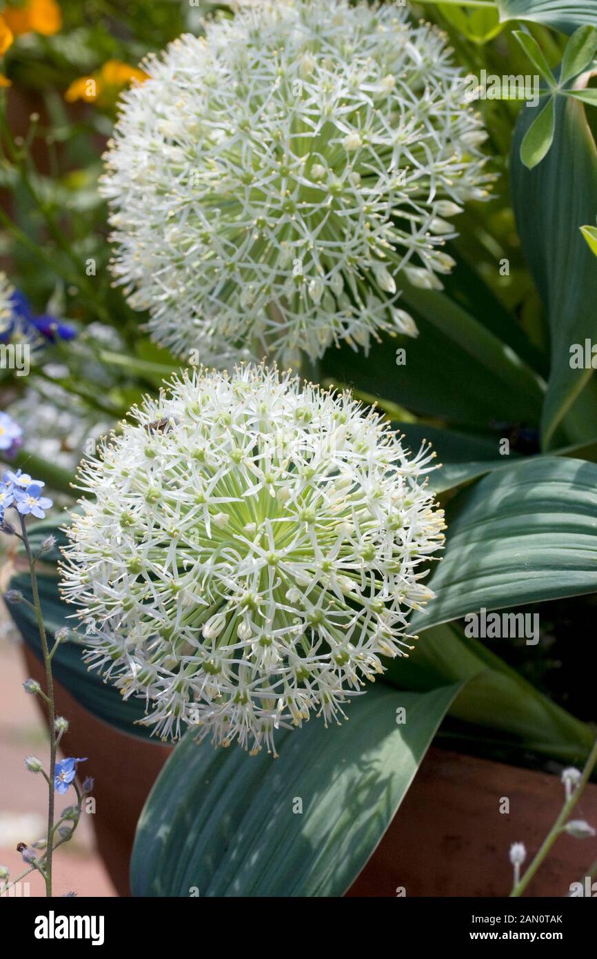 ALLIUM KARATAVIENSE IVORY QUEEN Stock Photo