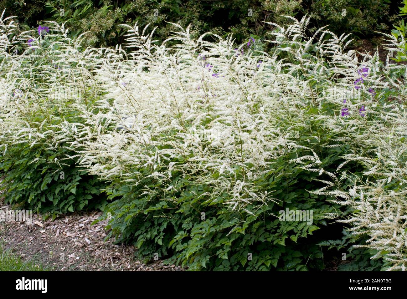 ARUNCUS AETHUSIFOLIUS DWARF Stock Photo