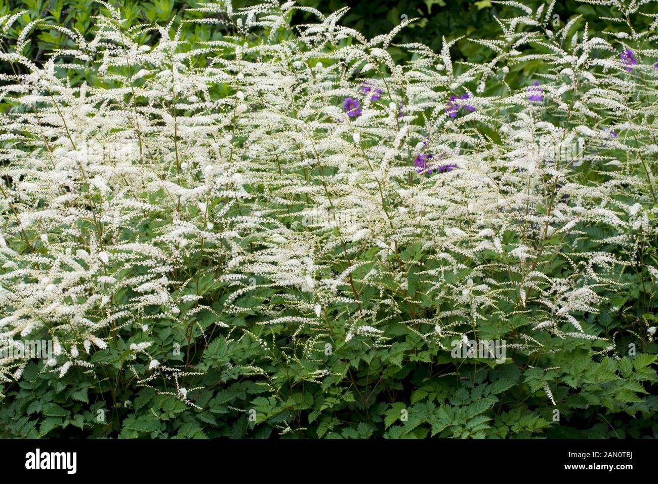 ARUNCUS AETHUSIFOLIUS DWARF Stock Photo