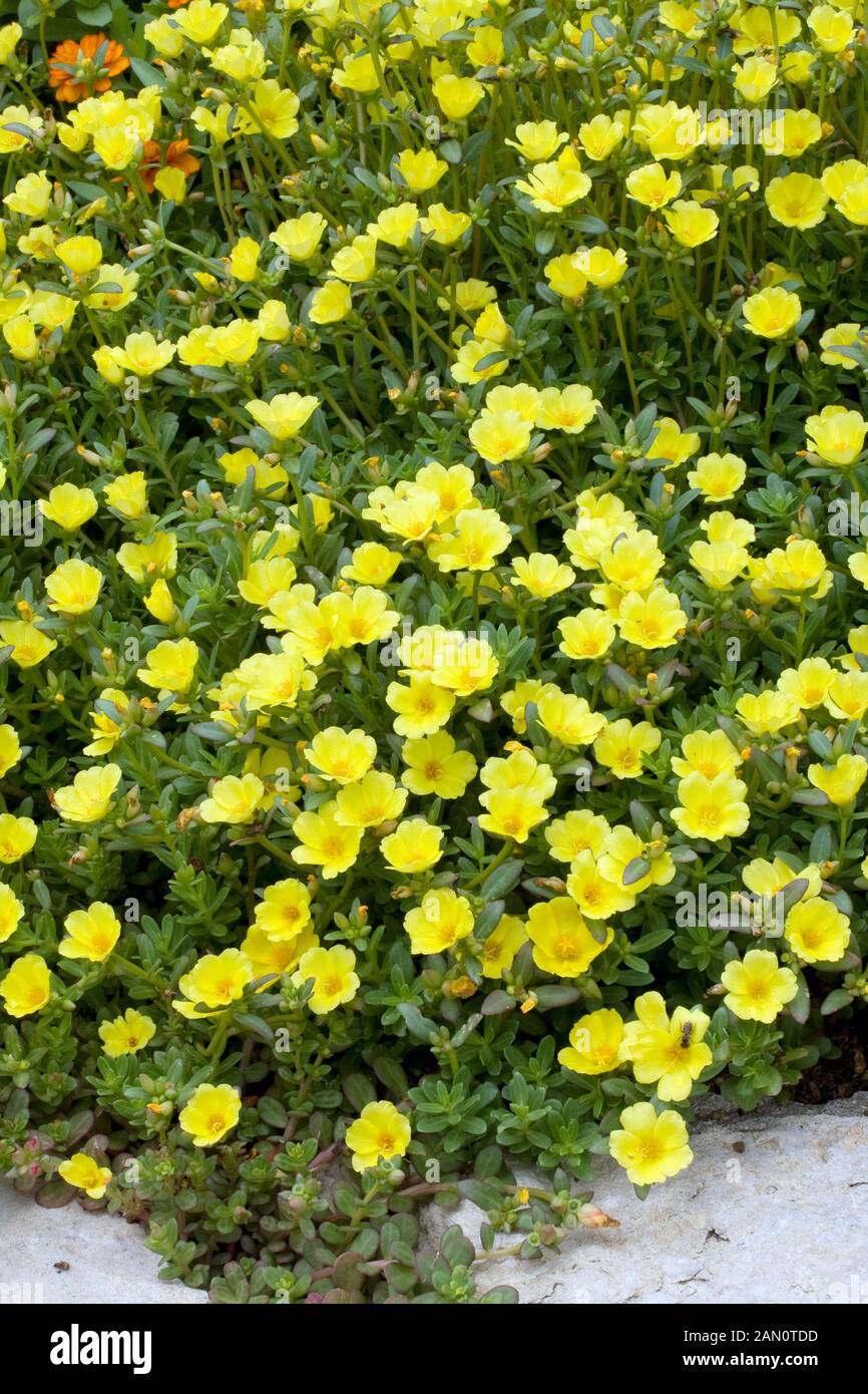Small Yellow From Rio Rio yellow purslane hi-res stock photography and images - Alamy