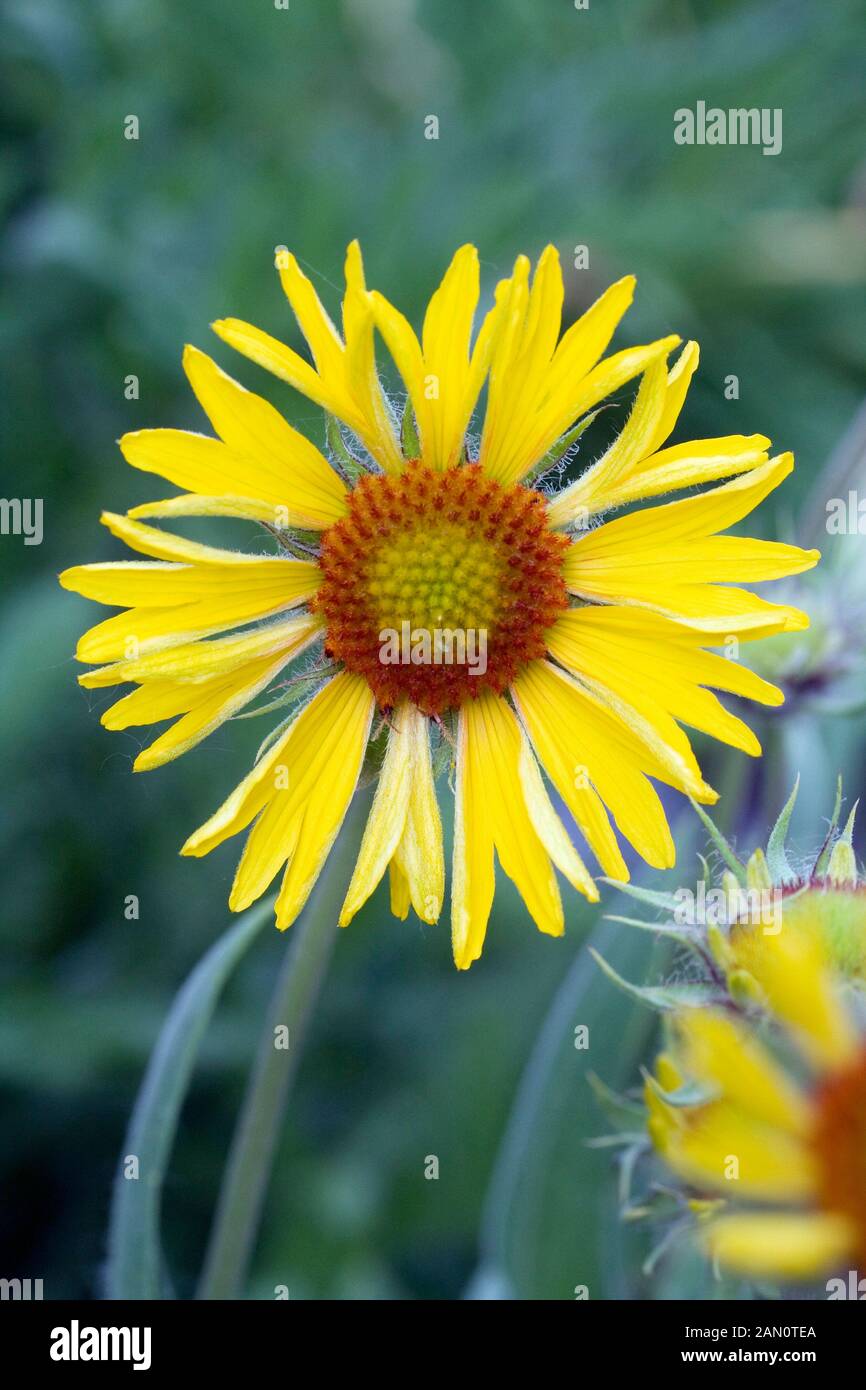 GAILLARDIA ARISTATA AMBER WHEELS Stock Photo Alamy