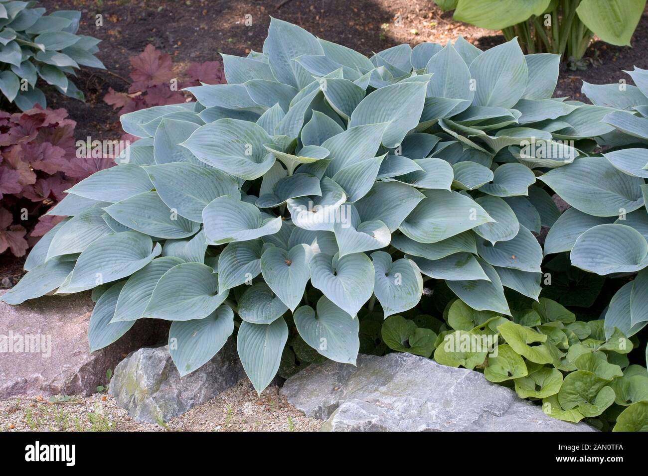 Hosta halcyon hi-res stock photography and images - Alamy