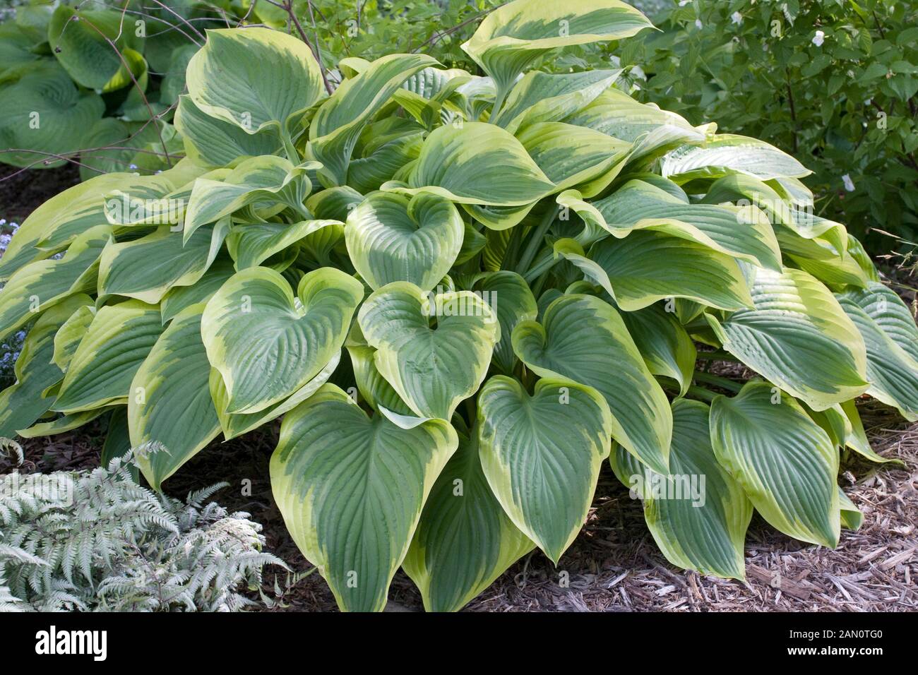 Hosta victory hi-res stock photography and images - Alamy