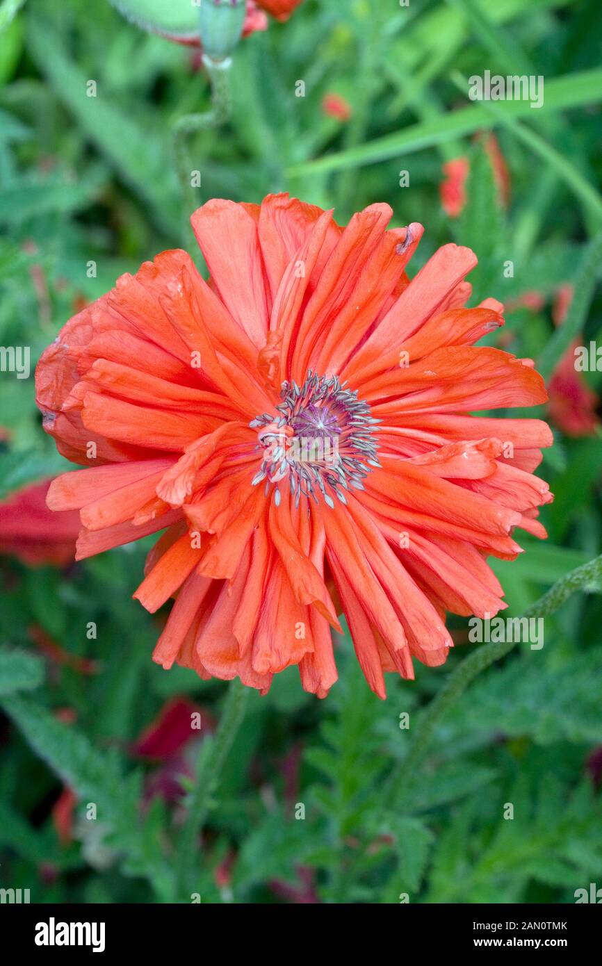 Pom pom poppy hi-res stock photography and images - Alamy