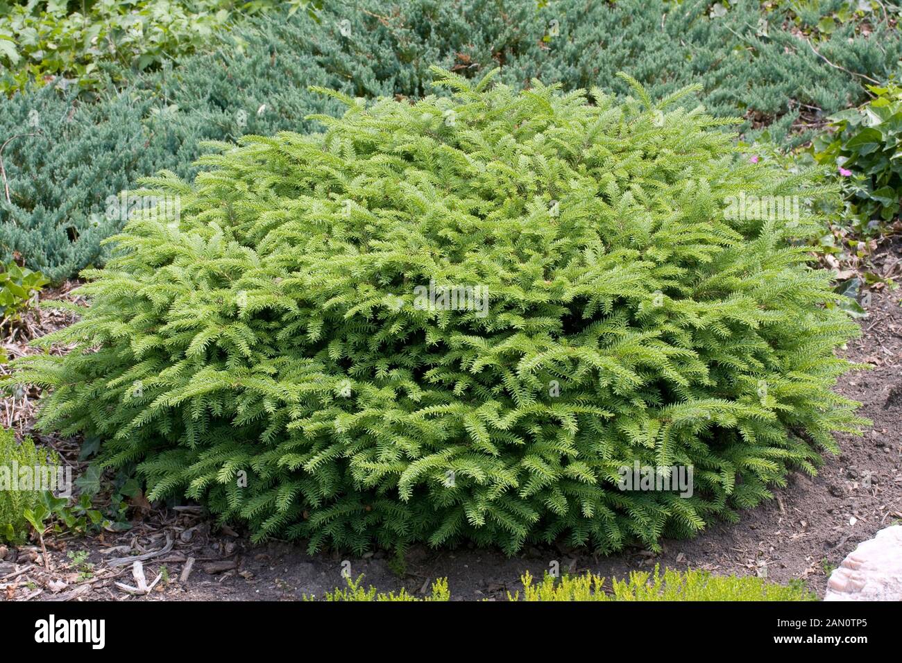 PICEA ABIES NIDIFORMIS Stock Photo