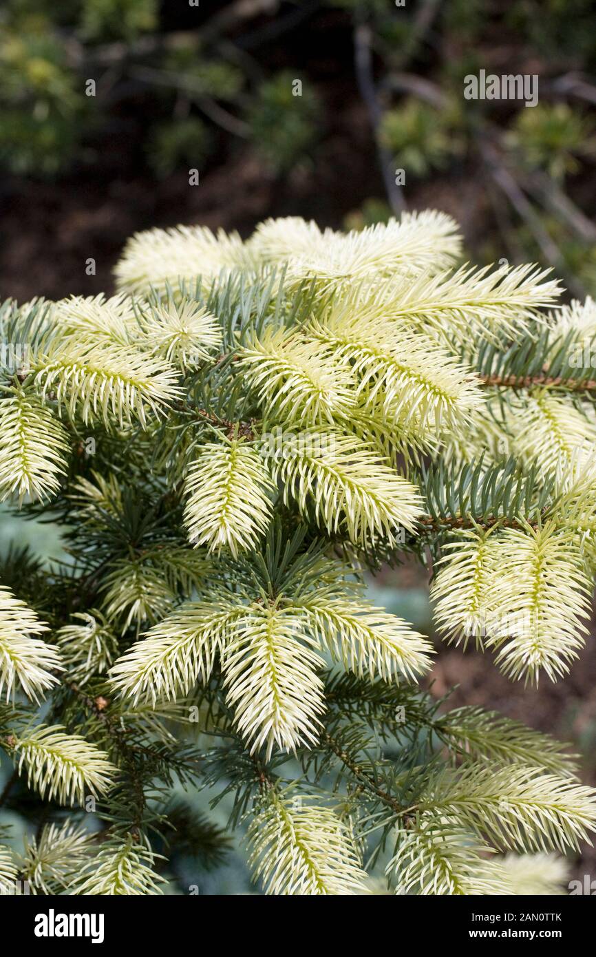 PICEA PUNGENS SPRING GHOST Stock Photo
