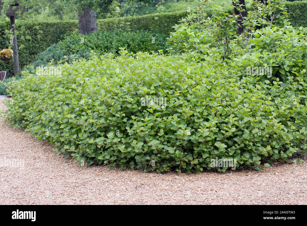 RHUS AROMATICA GRO LOW Stock Photo Alamy