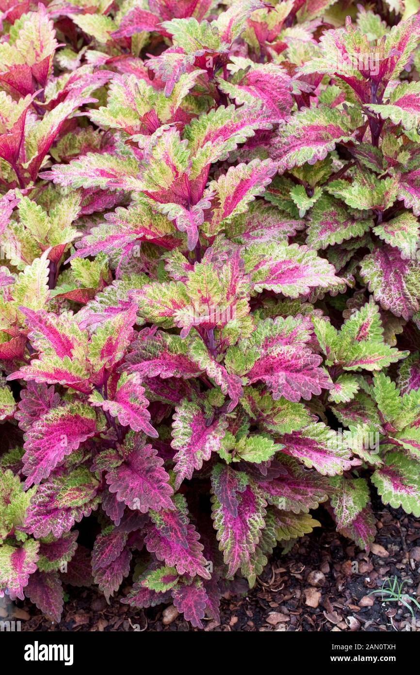 COLEUS ‘INDIAN SUMMER’ Stock Photo - Alamy