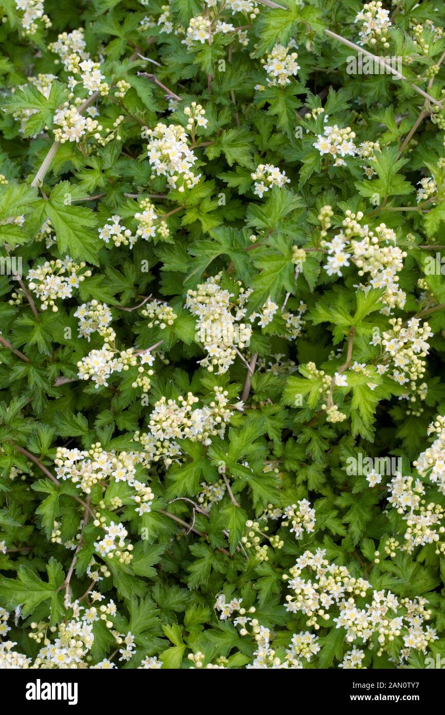 STEPHANANDRA INCISA CRISPA Stock Photo - Alamy