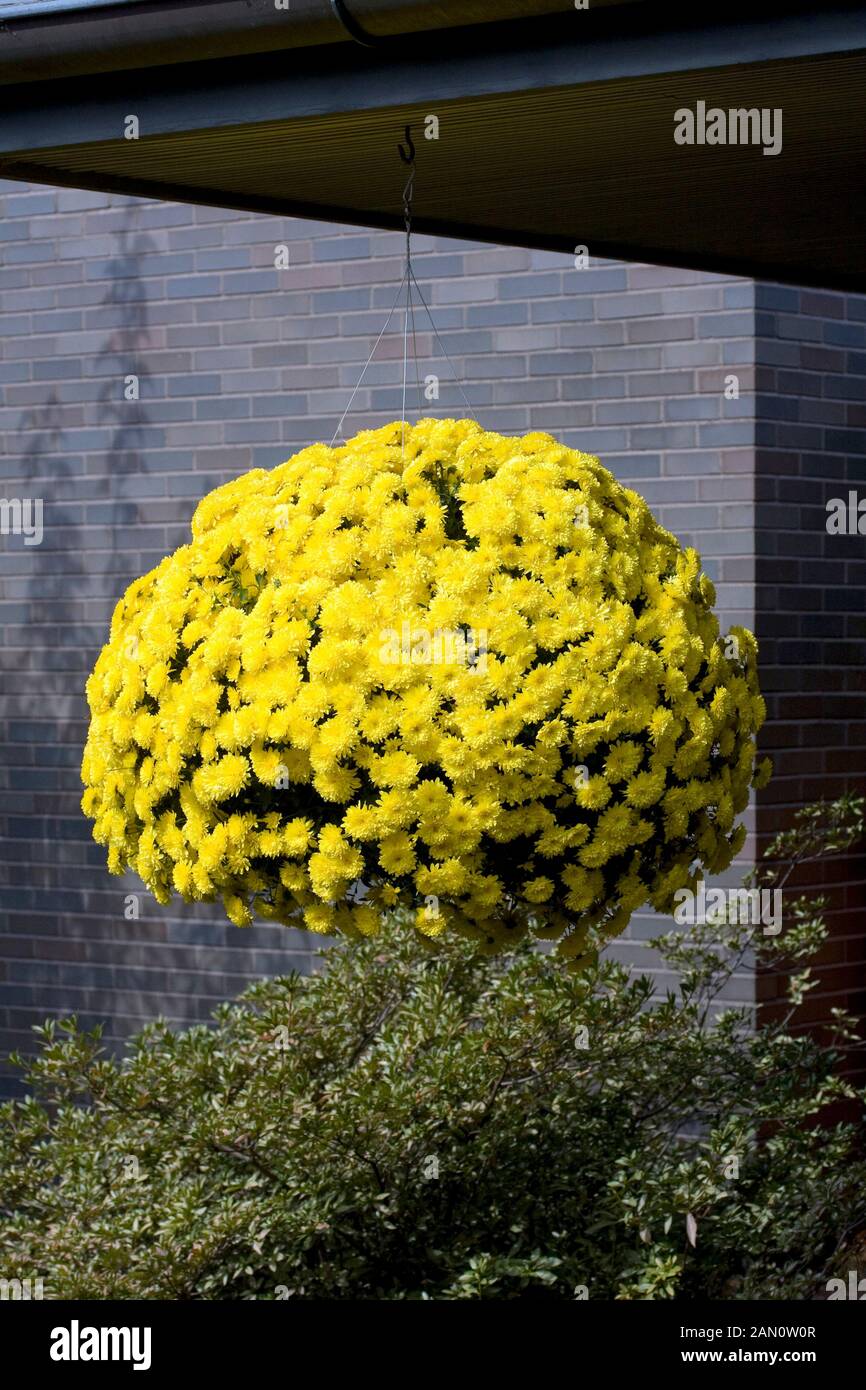 CHRYSANTHEMUM YELLOW HANGING BASKET Stock Photo