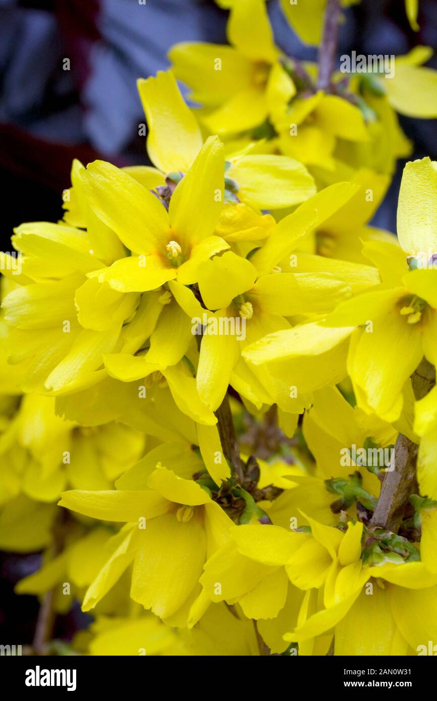 Forsythia Intermedia Kolgold Magical Gold Stock Photo Alamy