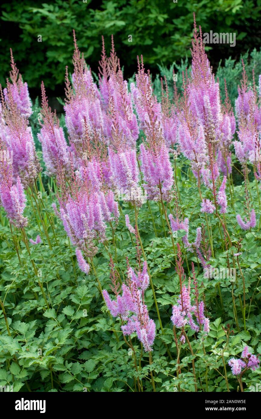 ASTILBE CHINENSIS PURPLE CANDLES Stock Photo - Alamy
