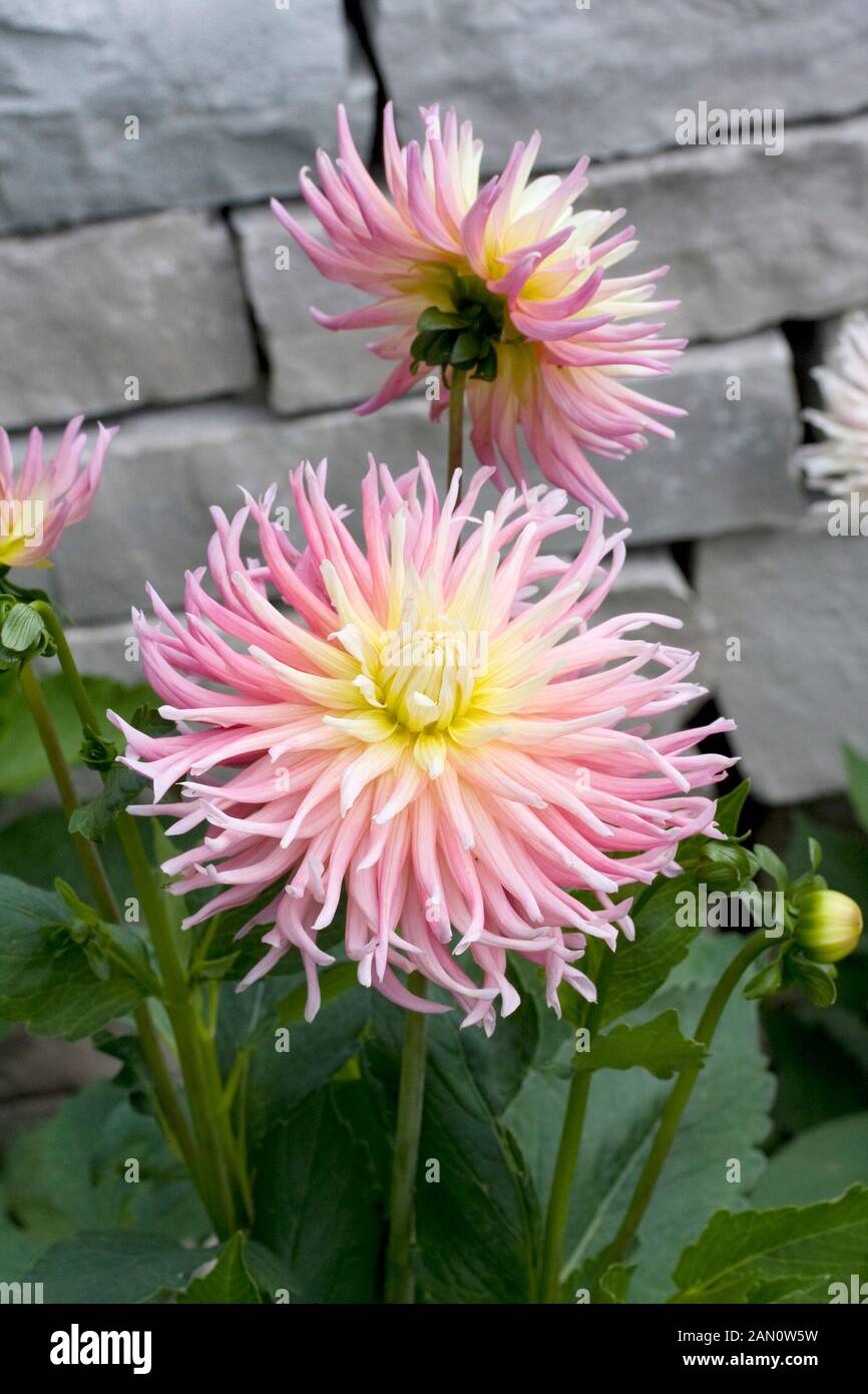 DAHLIA ALFRED GRILLE Stock Photo - Alamy