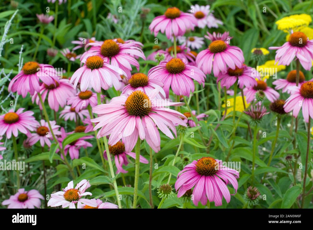 ECHINACEA PURPUREA BRIGHT STAR Stock Photo - Alamy