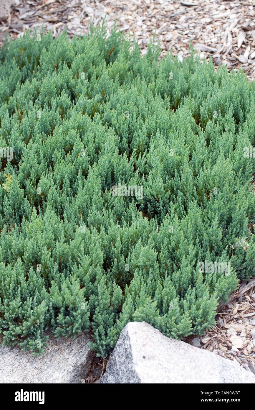 JUNIPERUS SABINA BLUE FOREST Stock Photo