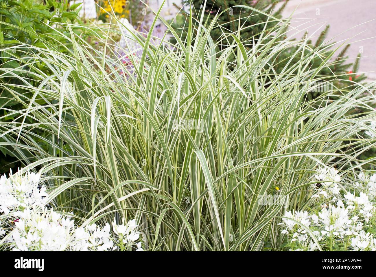 Miscanthus sinensis variegatus online