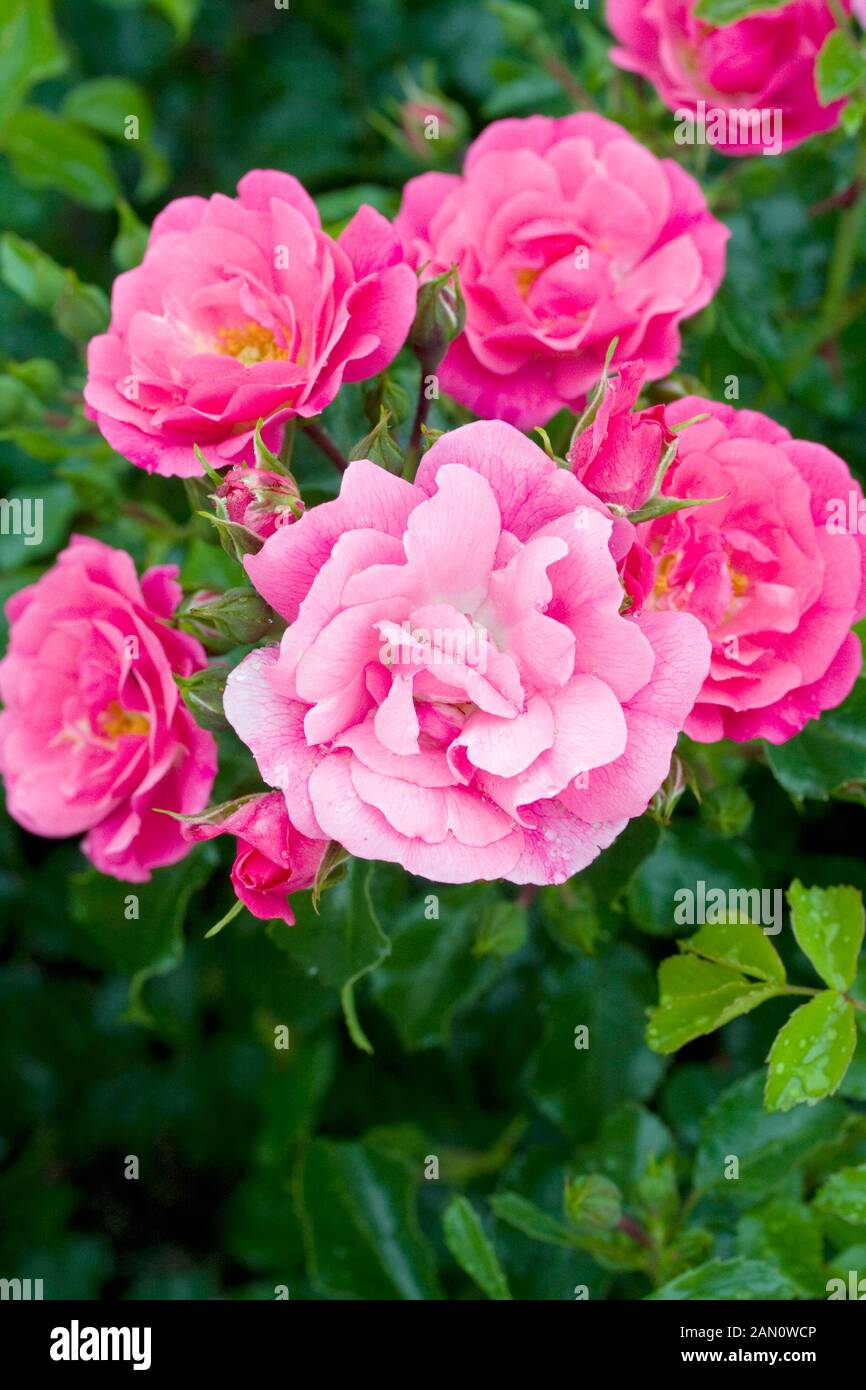 ROSA FLOWER CARPET PINK Stock Photo
