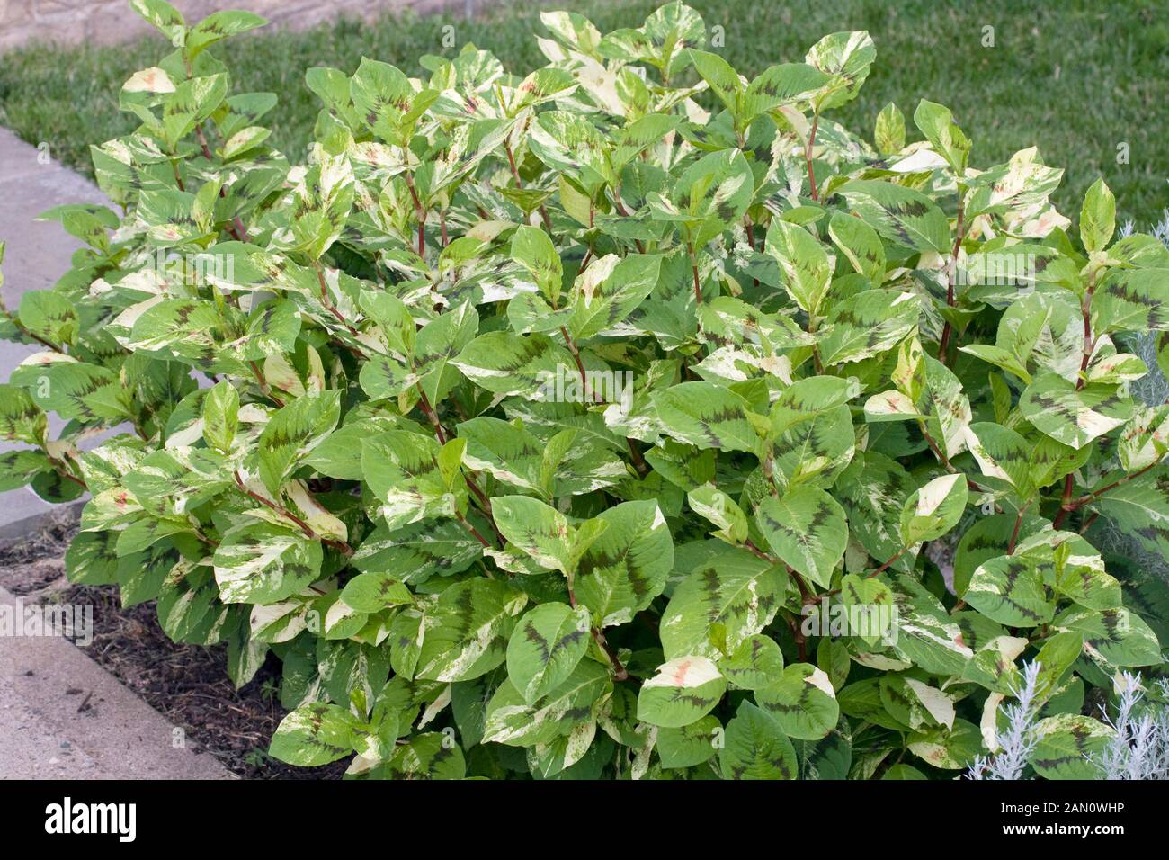 Tovara virginiana painters palette hires stock photography and images