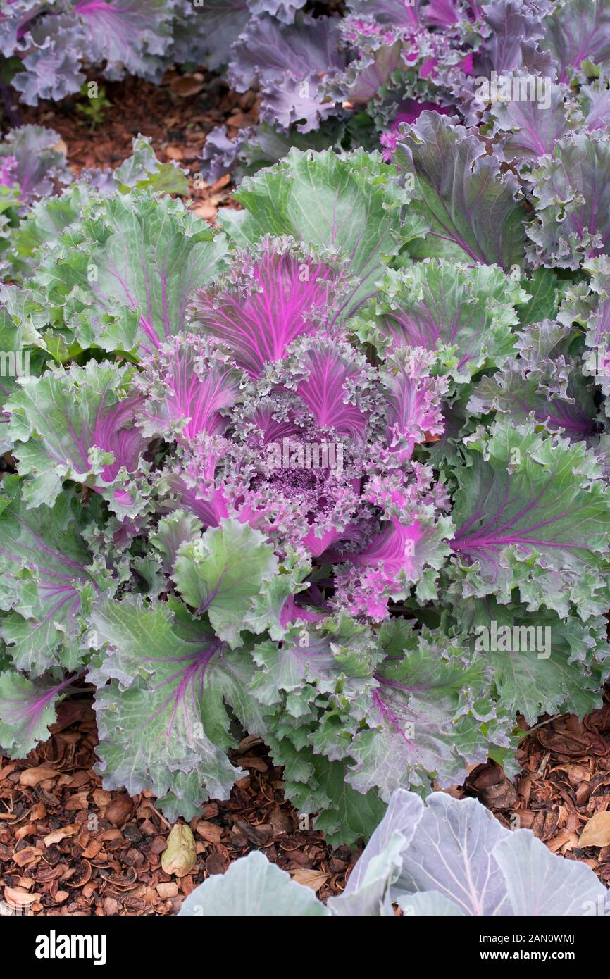 BRASSICA OLERACEA &lsquo;CHIDORI RED&rsquo; KALE Stock Photo - Alamy