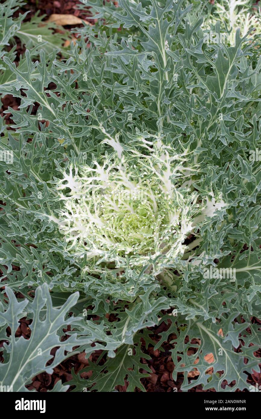 BRASSICA OLERACEA 'PEACOCK WHITE' KALE Stock Photo Alamy