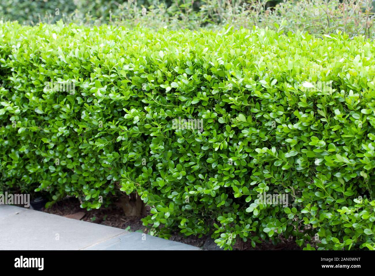 Buxus japonica hi-res stock photography and images - Alamy