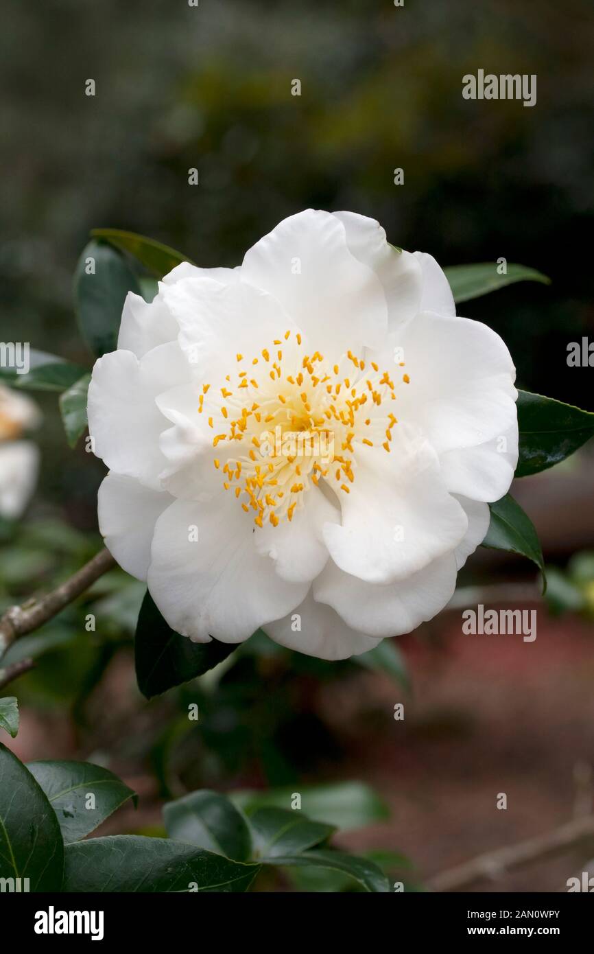 CAMELLIA JAPONICA &lsquo;WHITE EMPRESS&rsquo; Stock Photo - Alamy